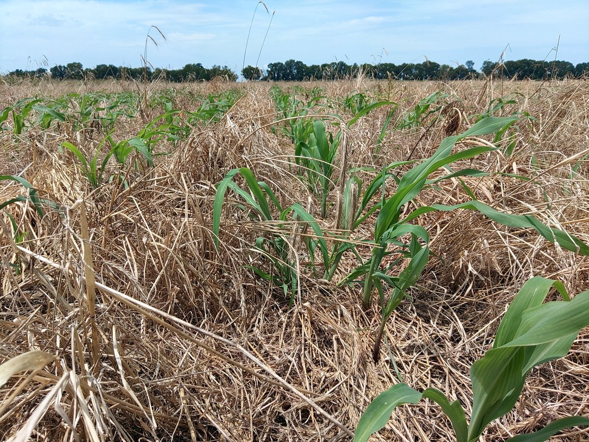 JeffMurphy10's tweet image. Open pollinated corn !

Shop heritage flour Murphygenerationsfarm.com