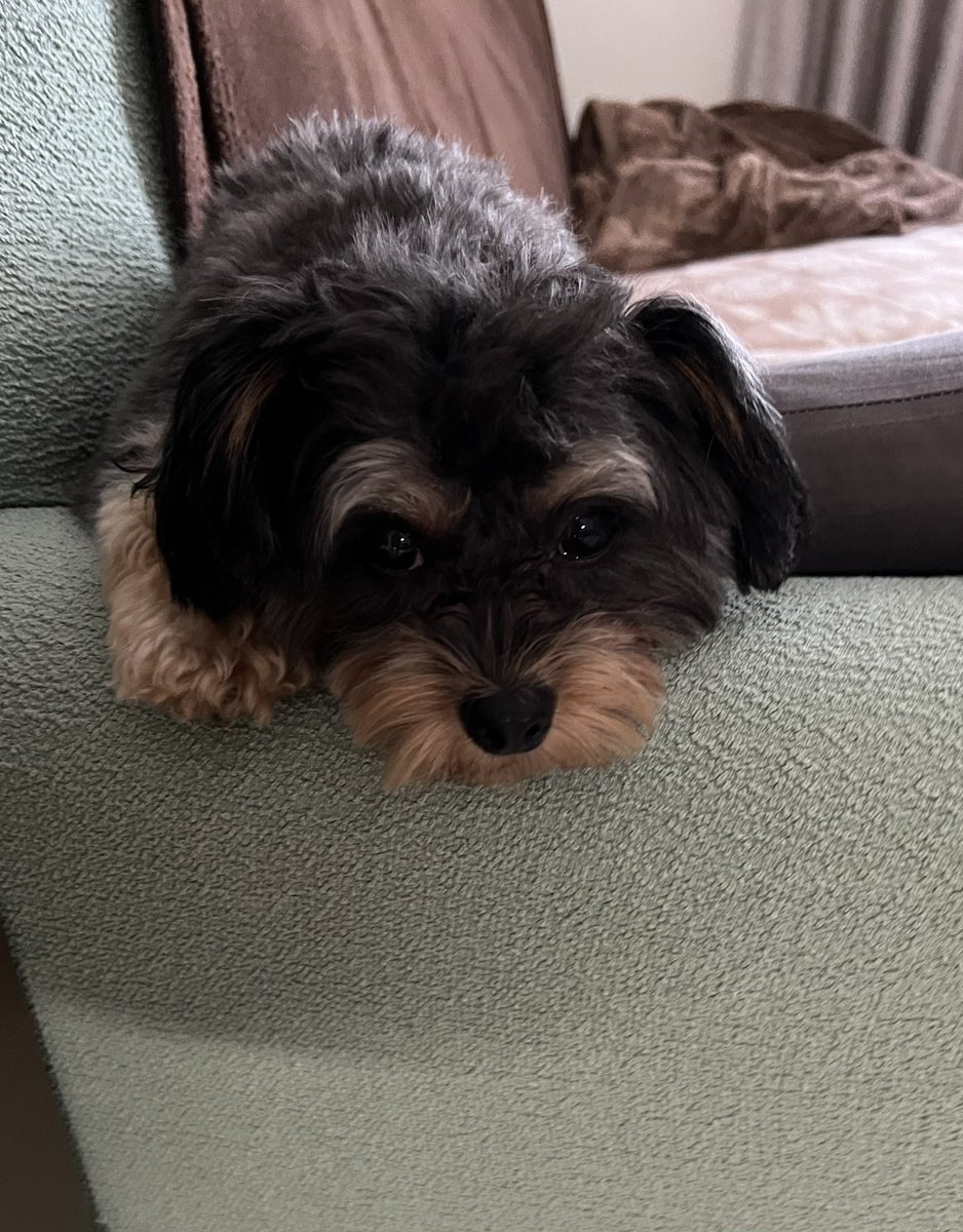出勤前のまめこ😢
うぅ…💧
仕事行きたくないよぉ〜😭😭😭

#チワプー #ミックス犬 #犬のいる暮らし #犬好きさんとつながりたい #犬がいる幸せ