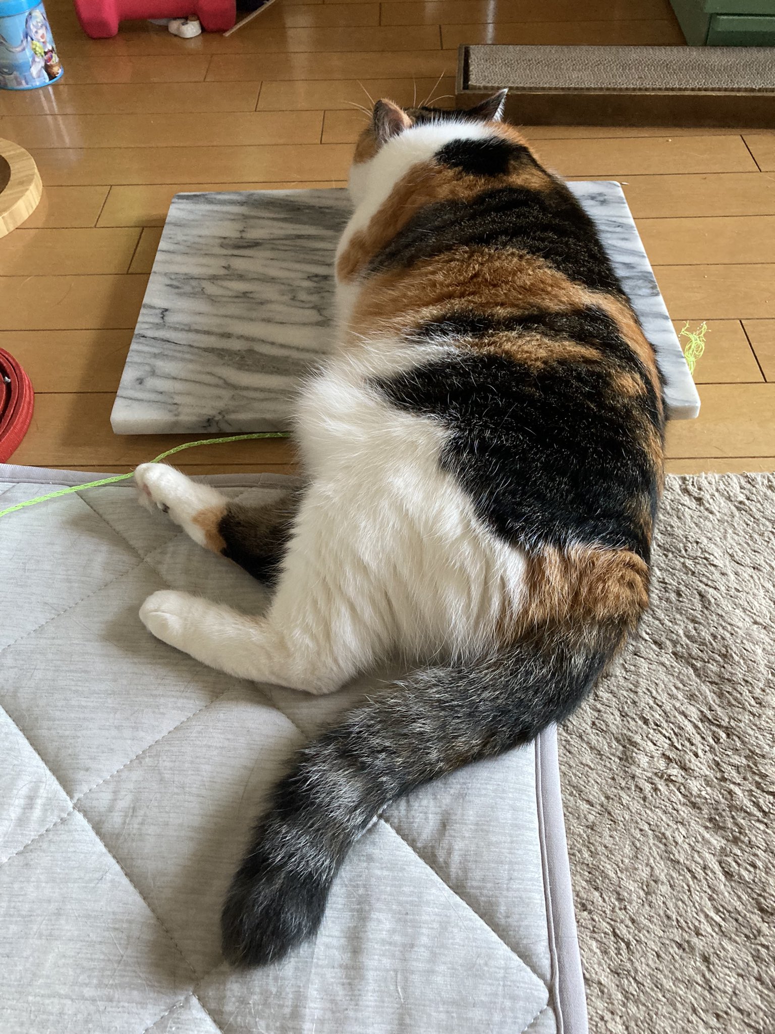 どはまり猫 sddefault.jpg