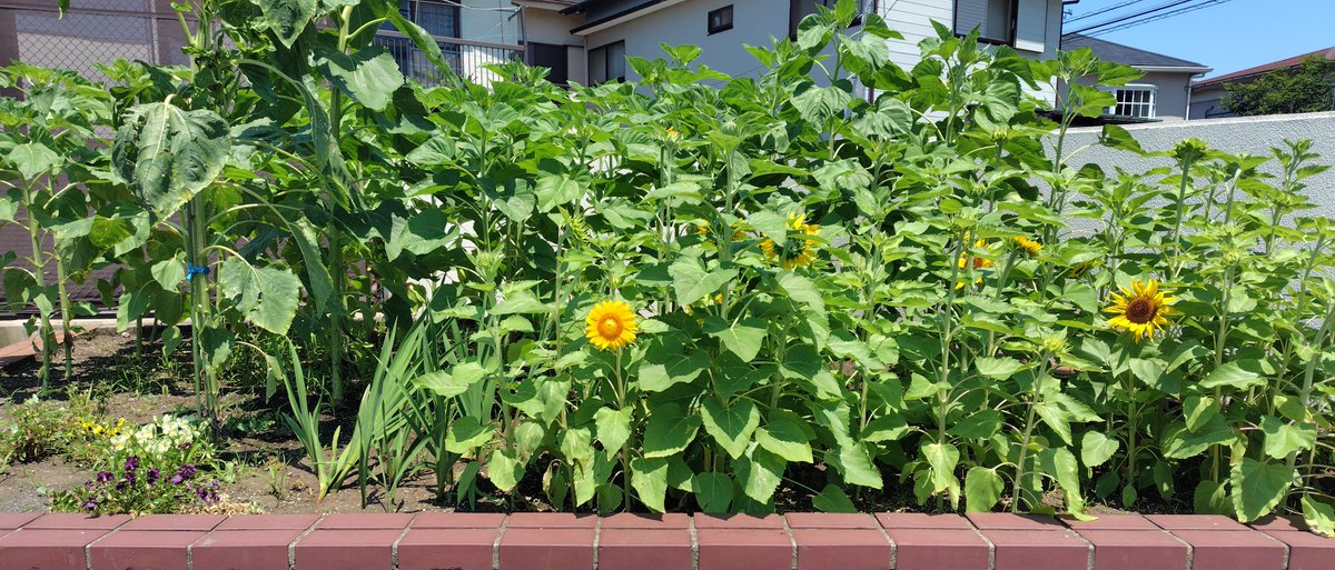 AbeTakuya3's tweet image. 盛夏の花壇からおはようございます。
ラジオ体操に行って、
朝の涼しいうちに宿題をやって、
アニメの再放送を見て、
学校のプールに行って、
夕立にぬれて帰る
昔、そんな夏休みがありました。
今日は屋外での仕事。
気が重いです。