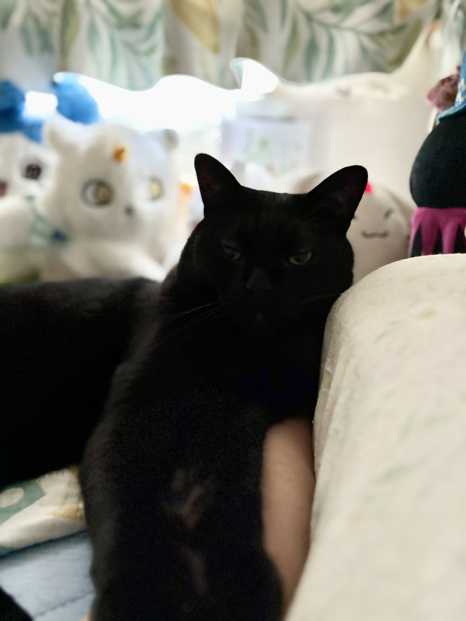 黒猫様♡ありがとうございます♡ ゆきの🐈‍⬛ on X: 