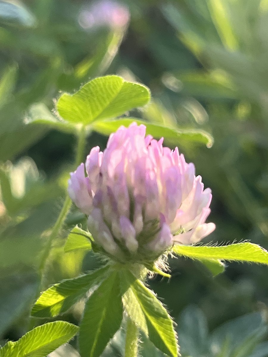 Y86483137's tweet image. おはよう🪷𓂃𓂂ꕤ*.゚
今朝も1羽🦜で🌻の種食べに来てた🦜🦜🦜
連日暑いけど笑顔で楽しく過ごせますように( *ˊᵕˋ*) 〜ᐝ
いつも優しい繋がりありがとう🫶𓂃♡.·