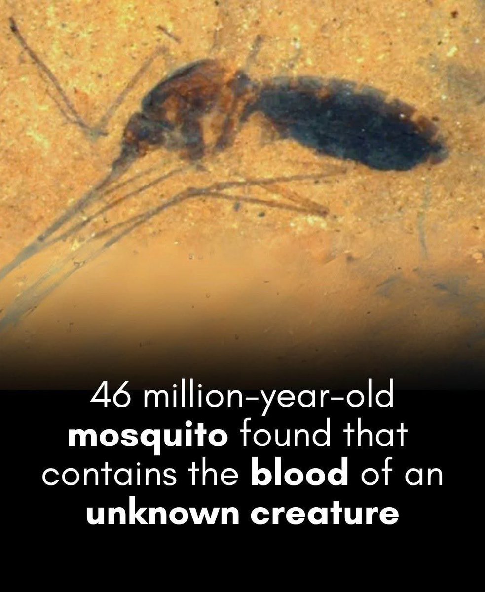 Not Evolution tweet media