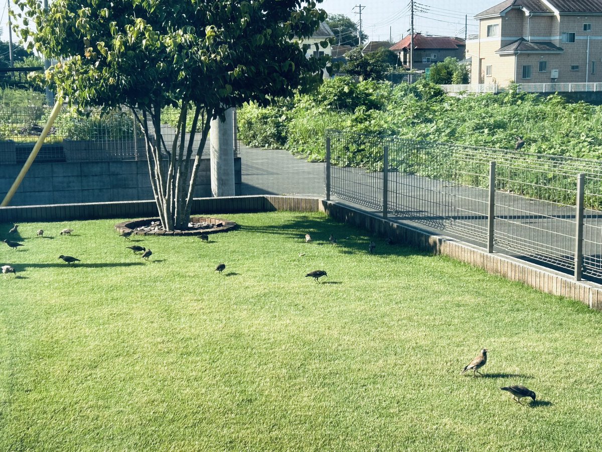 昨日のスミチオンで虫🐛が出て来たのかヒヨさんが沢山やって来た。どんどん召し上がれ〜😎＃芝生 ＃TM9 ＃スミチオン ＃ヒヨドリ