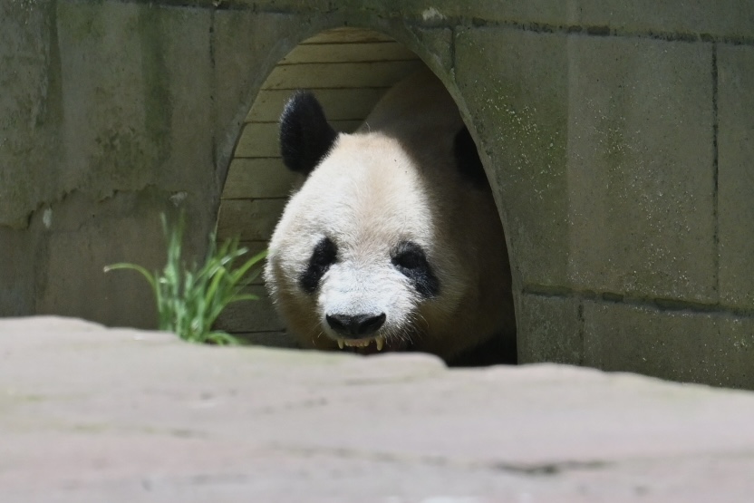 naopanda_7's tweet image. 早上好☺️
2025.7 あつーい☀️お庭に出たいけどまだ暑い
窓から顔を出しては変な顔して部屋に戻るシャンシャンでした☺️午前中はお庭で寝ていました。