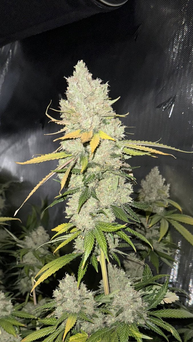 CheeseDog #8 F2 available in packs of 15 regular seeds truecannagenetics.com