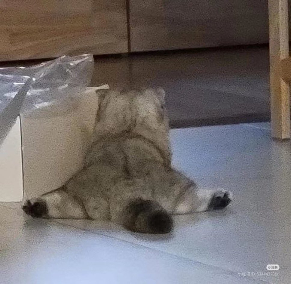 Mathy_Maths's tweet image. Perfect animal meta. Not dog vs cat or hippo vs squirrel. It's the cute sploot that they all do!

$sploot