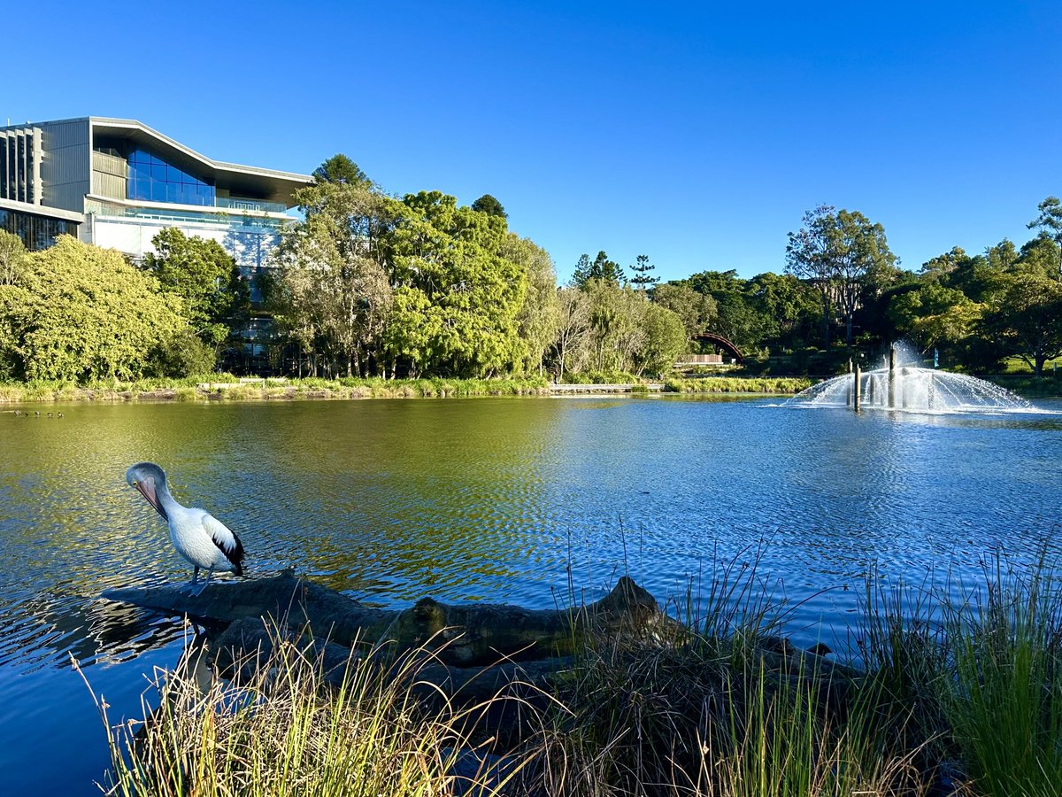 WolframJoy's tweet image. Who else gets to share their university campus with pelicans? @UQ_News