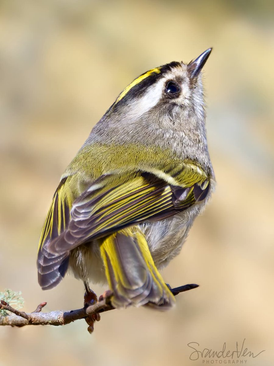 ItakeBirdPics's tweet image. Golden-crowned Kinglet
El Franco Lee Park in Houston, Texas, USA. 01/04/2023 #goldencrownedkinglet #kinglet #birdphotography #naturephotography