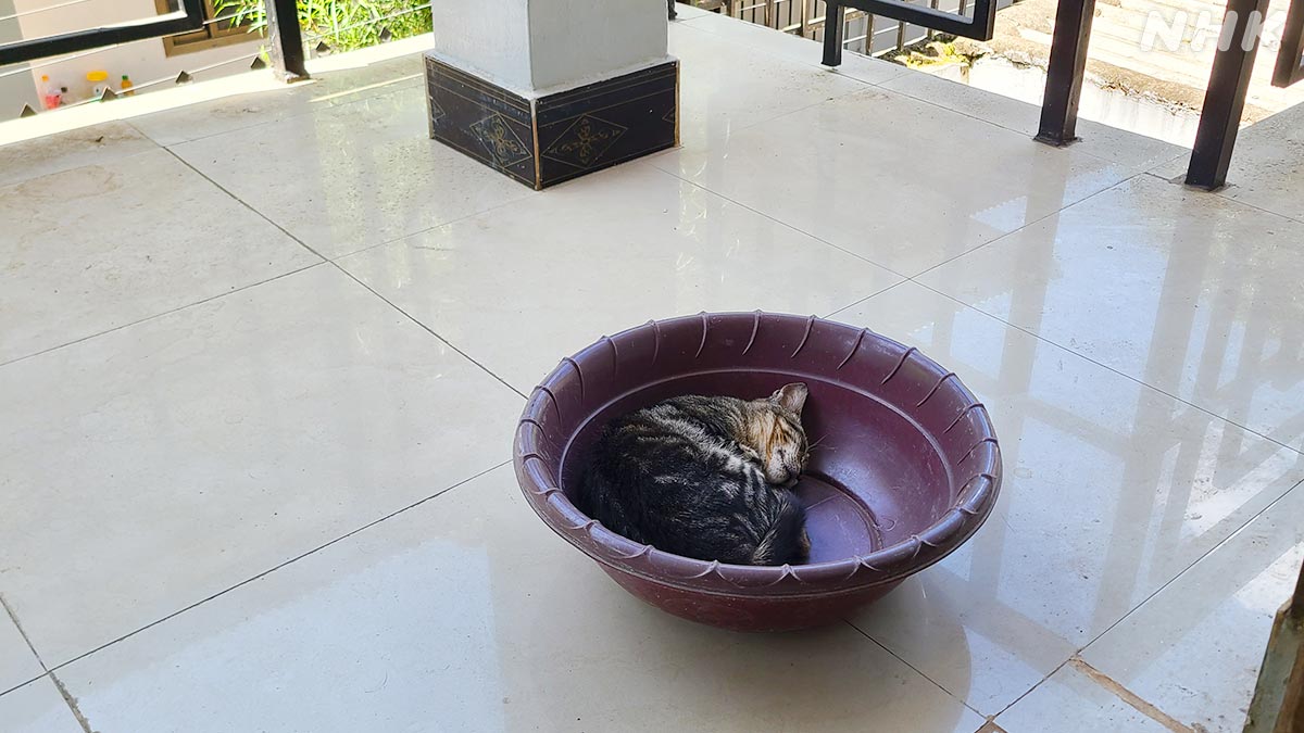 nhk_darwin's tweet image. セレンゲティへ向かう途中
タンザニアの首都・アルーシャの宿
朝起きると、ベランダに置いた
洗面器の中に子猫が!
タンザニアにも野良猫がいるんですね~
すぐに逃げちゃいました
🟧⏰27日 日曜夜7時30分~🟧
『ライオン王者への道⑤ 絶体絶命!ピンチを乗り越えろ!』
nhk.jp/darwin/