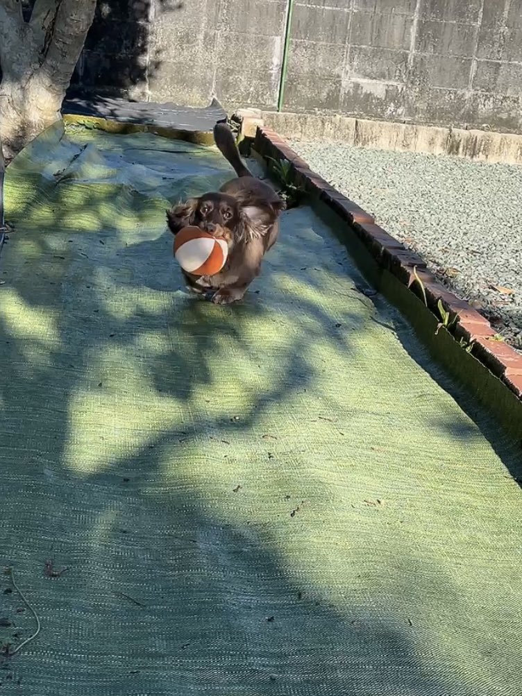 2552Ange's tweet image. さあー!
これで思いっきり遊べまちね!
ボール🎾かもーん!
でちよー🐾