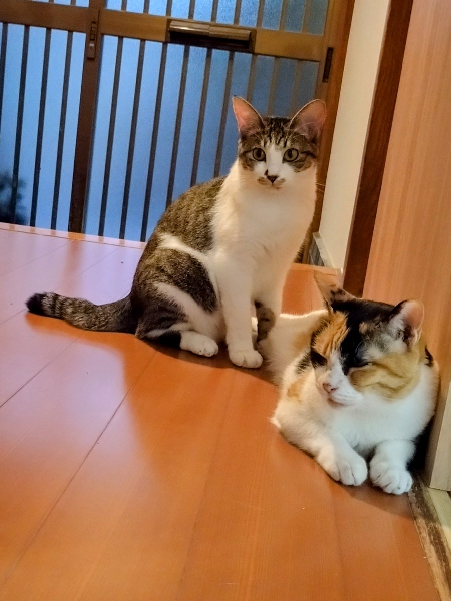 2月に保護し家族になったはな(生後10ヶ月)

いろんな場所で寛ぐようになった

ご飯もよく食べ、イタズラ盛り

先住のきなこやみくとも上手に付き合ってる

抱っこできるようになればなあ
#猫好きさんと繫がりたい𓏲𓎨 
#猫のいる幸せ 
#猫のいる暮らし𓏲𓎨 
#猫のいる日常 
#キジ白 
#三毛猫