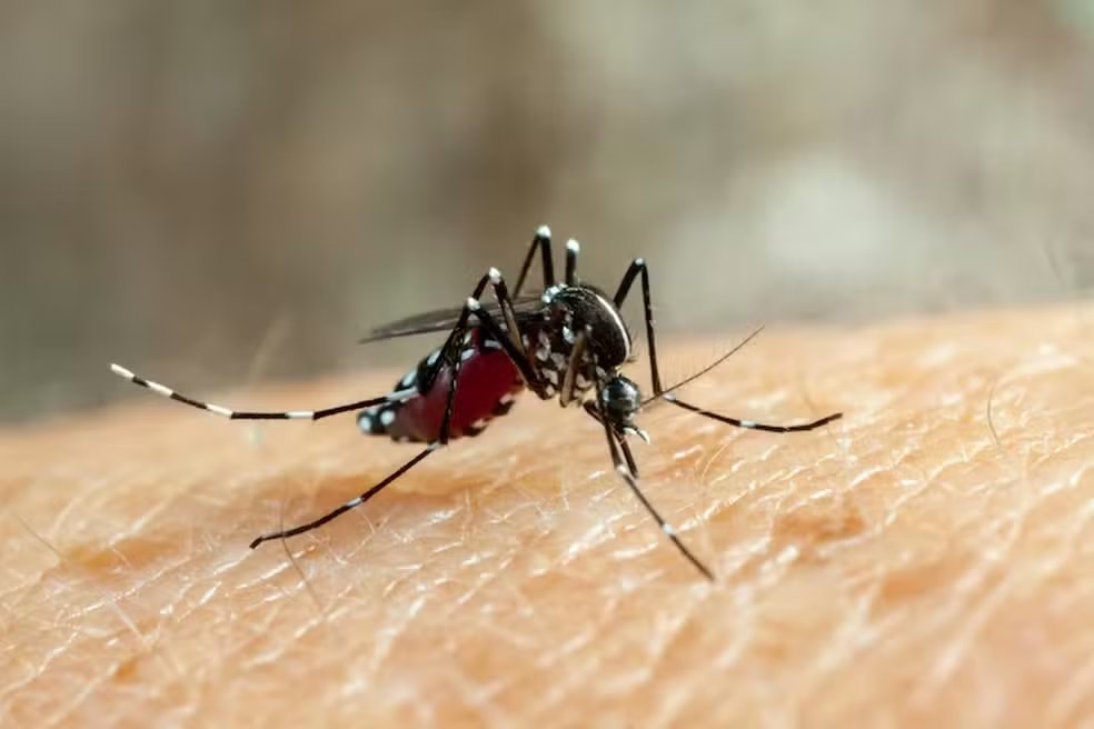 imtspusp's tweet photo. Vacina contra o vírus zika mostra resultados promissores em testes com camundongos https://t.co/DUFFyDxxO1