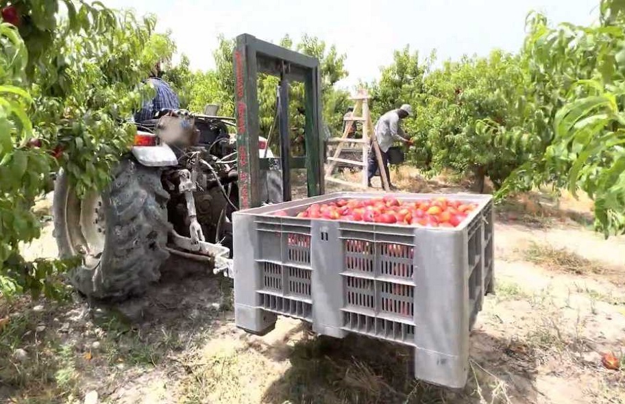 arainfonoticias's tweet image. Muere aplastado un trabajador en Zaidín durante la campaña de recogida de fruta. Con este nuevo accidente laboral mortal son ya 19 las personas que han perdido la vida trabajando en Aragón en lo que llevamos de año: arainfo.org/?p=310977
