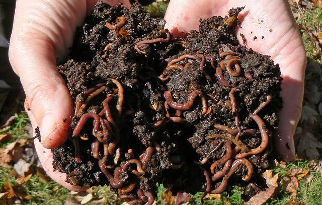 RightCohen's tweet image. You can tell if soil is fertile just by looking at it. Fertile soil is usually dark, soft, and full of organic matter. It often has earthworms and other helpful creatures living in it.
Like, Repost & Share.
Follow me (@RightCohen) for daily farming News & Tips.
#LetsFarmTogether