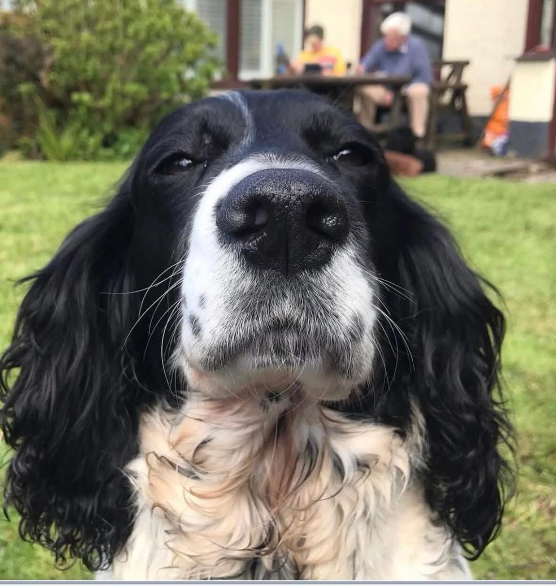 spaniel alert (@rosiedoc2) on Twitter photo #spanielHour
BUSY ran off with her daughter Tues 15/7/25 her daughter came back but BUSY is still missing
THEY OFTEN GO OFF HUNTING ON THE #FARM
ELDERLY female #SPROCKER lost BRYANTS BOTTOM, Great #Missenden, #BUCKINGHAMSHIRE #HP16
doglost.co.uk/dog/199132
<a href="/MissendenGroup/">MissendenGroup</a> #spanielHour
BUSY ran off with her daughter Tues 15/7/25 her daughter came back but BUSY is still missing
THEY OFTEN GO OFF HUNTING ON THE #FARM
ELDERLY female #SPROCKER lost BRYANTS BOTTOM, Great #Missenden, #BUCKINGHAMSHIRE #HP16
doglost.co.uk/dog/199132
<a href="/MissendenGroup/">MissendenGroup</a>
