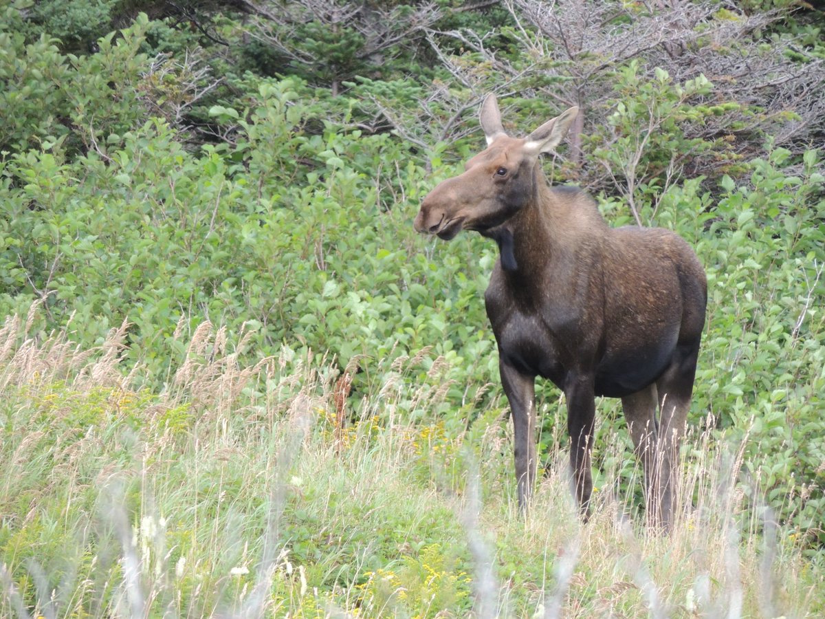 stan_sdcollins's tweet image. Hey Jersey, a young moose. We have not seen one of these in a long time now. She is out moving around in the cooler weather as there are not as many pesky biting flies around today.