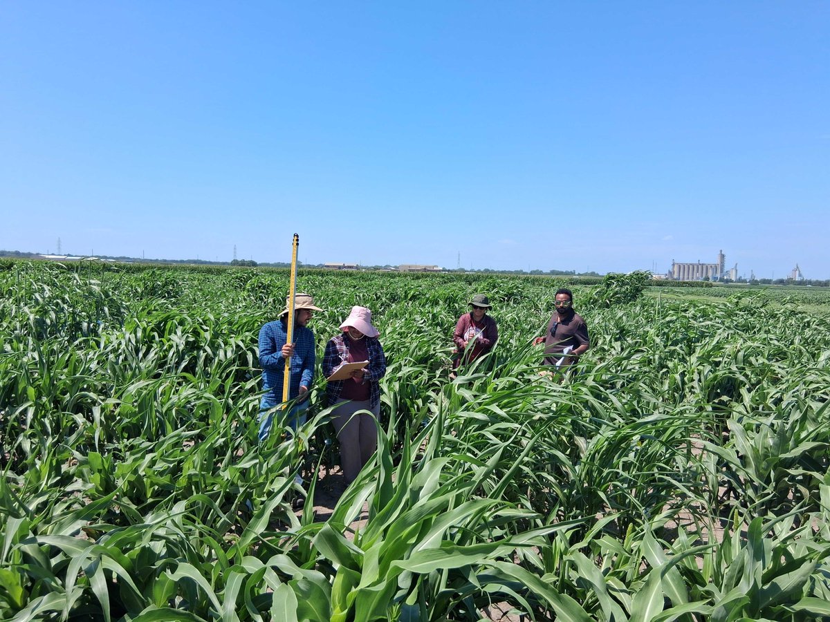 SchnableLab's tweet image. Seems like just a few days ago the sorghum was ankle high.