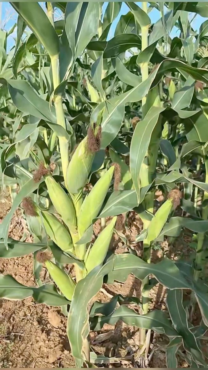RightCohen's tweet image. How can I get this maize variety???
This is a very good variety for sure!!!
@narouganda
@MAAIF_Uganda
Like and Repost.
Follow me for daily farming News and Tips.
#LetsFarmTogether