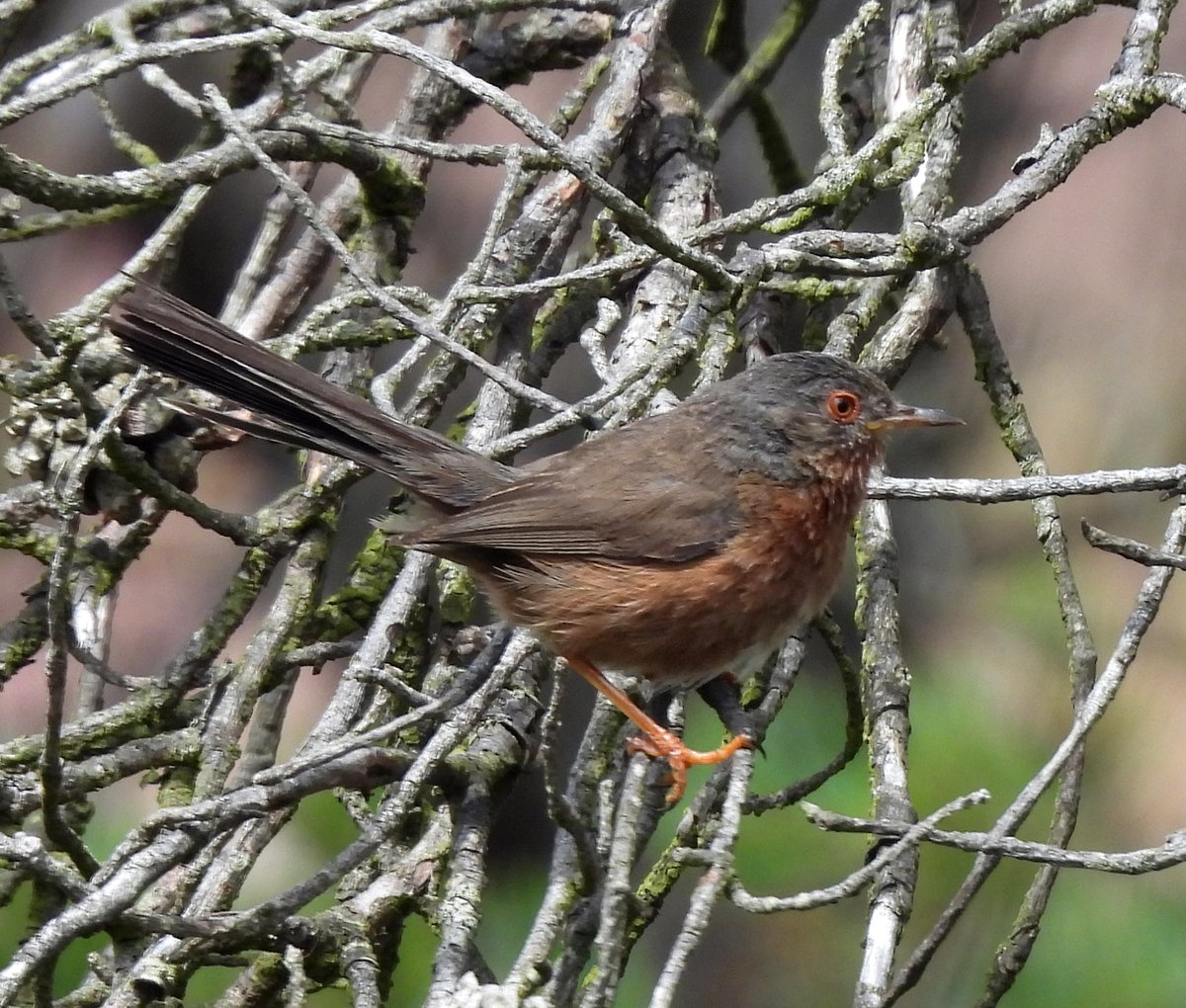 Clive Hargrave (@hargraveclive) on Twitter photo Dartford Warbler, Morden Bog. <a href="/DorsetBirdClub/">Dorset Bird Club</a>
<a href="/SightingDOR/">Dorset Wildlife Spot</a> #TwitterNatureCommunity Dartford Warbler, Morden Bog. <a href="/DorsetBirdClub/">Dorset Bird Club</a>
<a href="/SightingDOR/">Dorset Wildlife Spot</a> #TwitterNatureCommunity