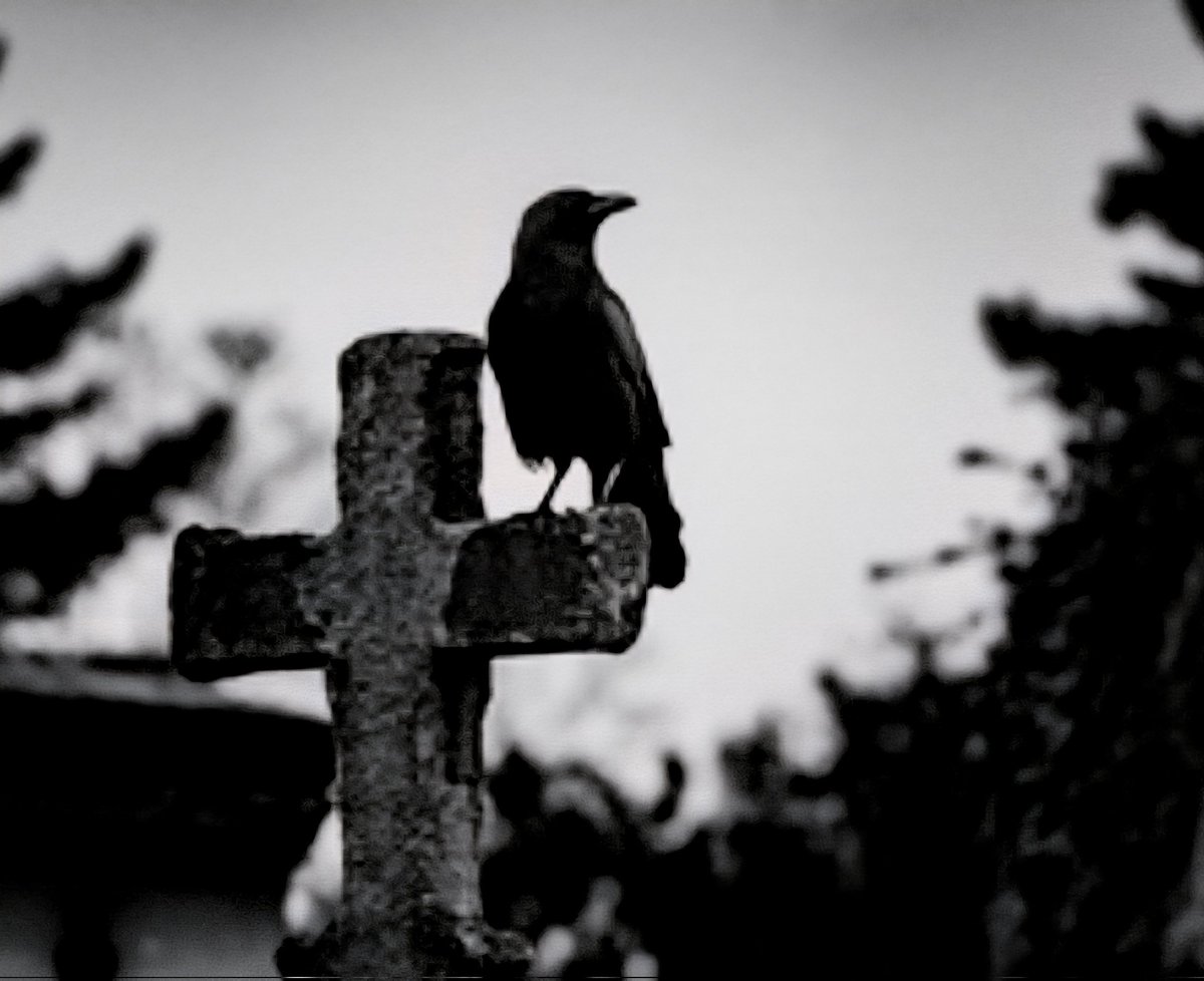 therealSIR3's tweet image. Paint myself
With crystal #tears
The thistle nears
(I fear its bite)
With blurry sight
& shaking hands
A clock ticks on
(I fear the sands)
Clear demands
Grains will fall
The reaper laughs
(I fear his call)
He takes us all
Both kith & kin
My time is short
(I fear within)
#vss365