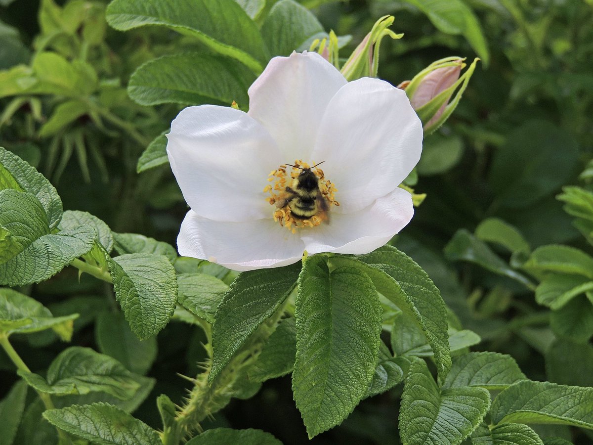 stan_sdcollins's tweet image. A white rose just for you ladies out there. The honey bee is complimentary.