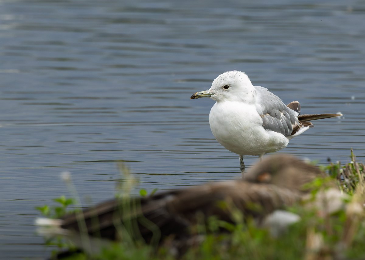 midswildlife's tweet image. A Common Gull (South Lake), Green Sandpiper (Tack Piece; must have been 20+ around the reserve) and Spotted Redshank (Rushy) from last weeks visit to @WWTSlimbridge. @slimbridge_wild #GlosBirds