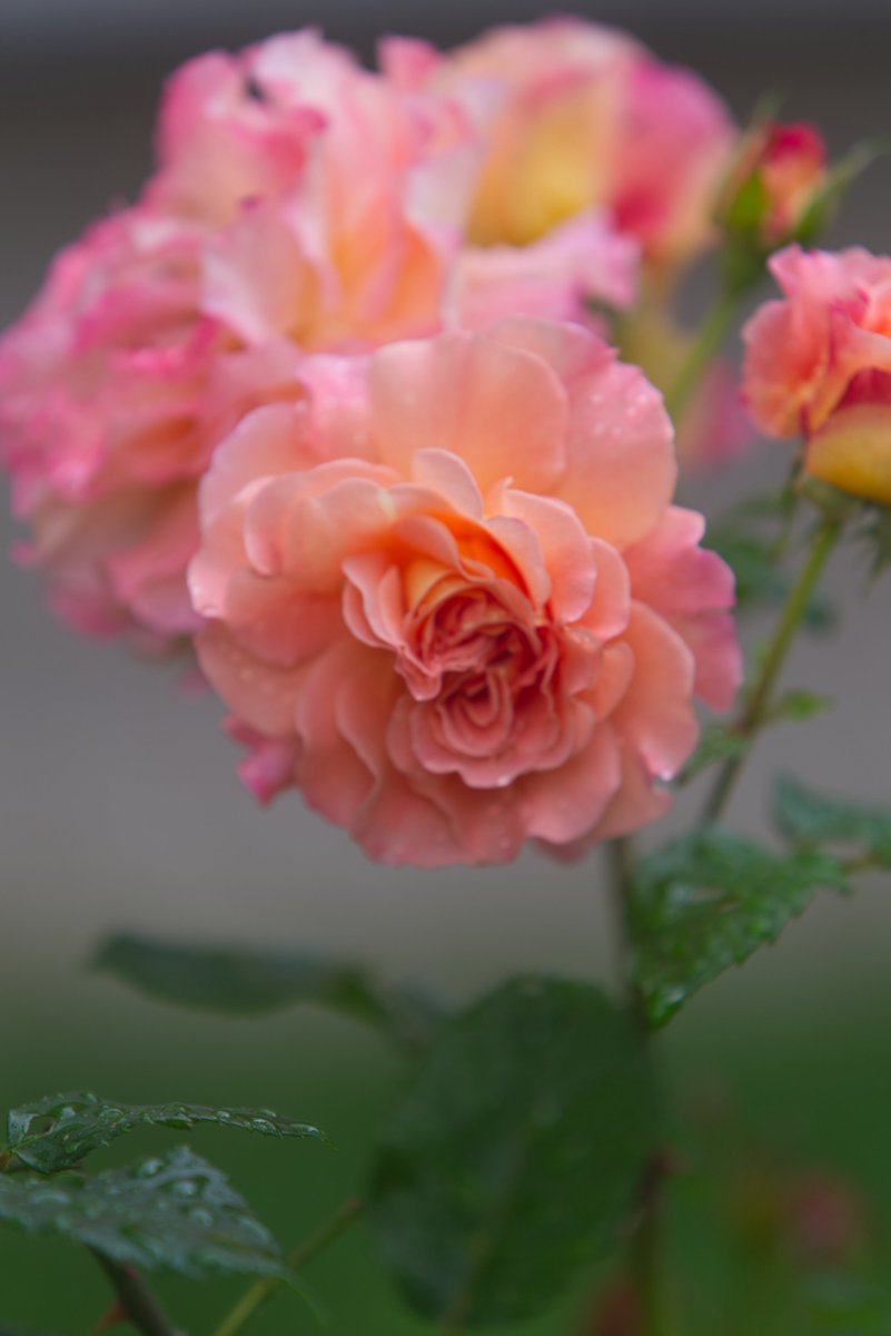Run_fly_Smile's tweet image. Nature鈥檚 beauty
Teaches optimism
To the aspiring heart 馃槉
Sri Chinmoy
#Nature #Beauty #Optimism #Heart #Aspiration #Rose #Chinmoy