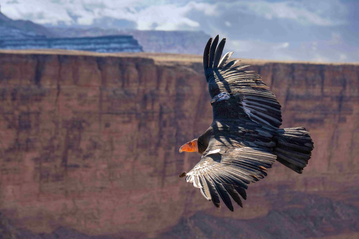 lighthawk_org's tweet image. 🦅 A missing condor isn't just a blip—it’s a race against time.
LightHawk helps biologists find these endangered giants fast, using aerial telemetry to cover vast terrain quickly.
#FlyingForGood to keep hope alive.
#LightHawk #CaliforniaCondor #ConservationInFlight