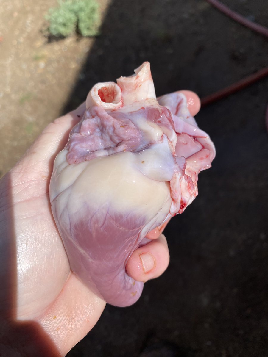 LibertyMamaB's tweet image. This is where meat comes from
4 goats down today. It’s been a good day
I’m taking hearts with me to my emergency medical responder class tonight and we are going to dissect them
Taking lungs too so we can attach a bag to them and inflate them