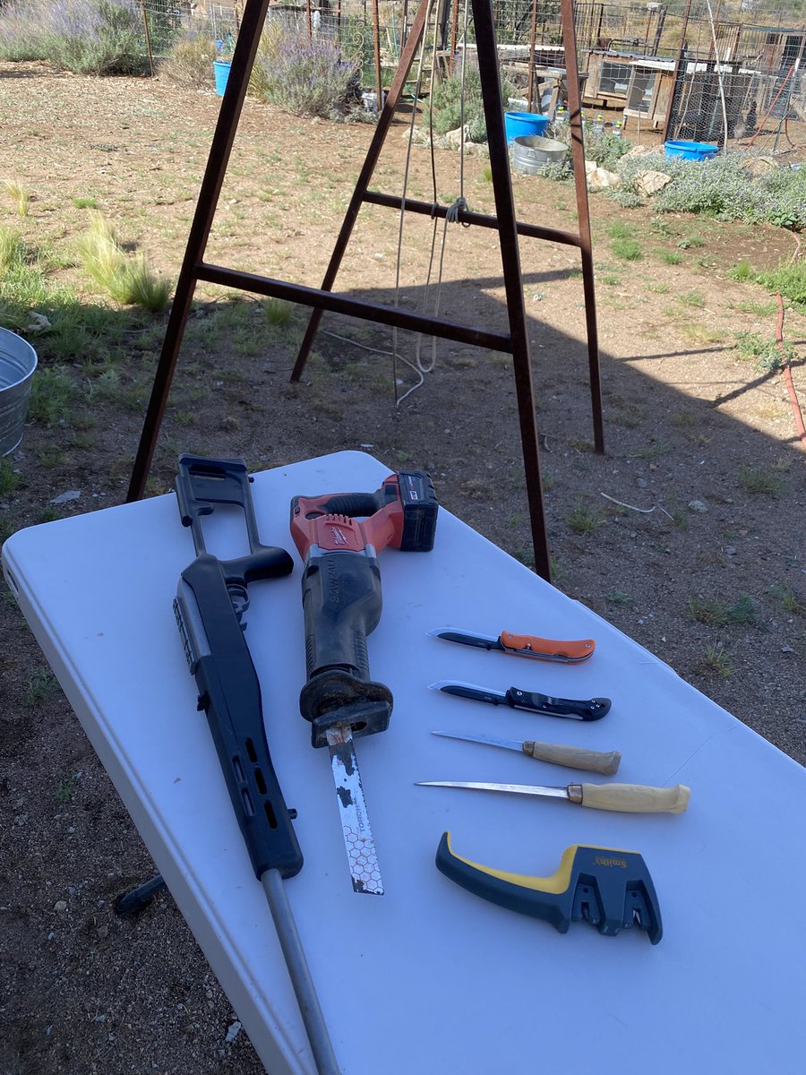 LibertyMamaB's tweet image. This is where meat comes from
4 goats down today. It’s been a good day
I’m taking hearts with me to my emergency medical responder class tonight and we are going to dissect them
Taking lungs too so we can attach a bag to them and inflate them