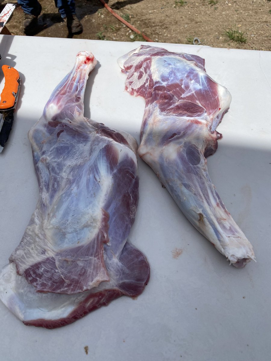 LibertyMamaB's tweet image. This is where meat comes from
4 goats down today. It’s been a good day
I’m taking hearts with me to my emergency medical responder class tonight and we are going to dissect them
Taking lungs too so we can attach a bag to them and inflate them