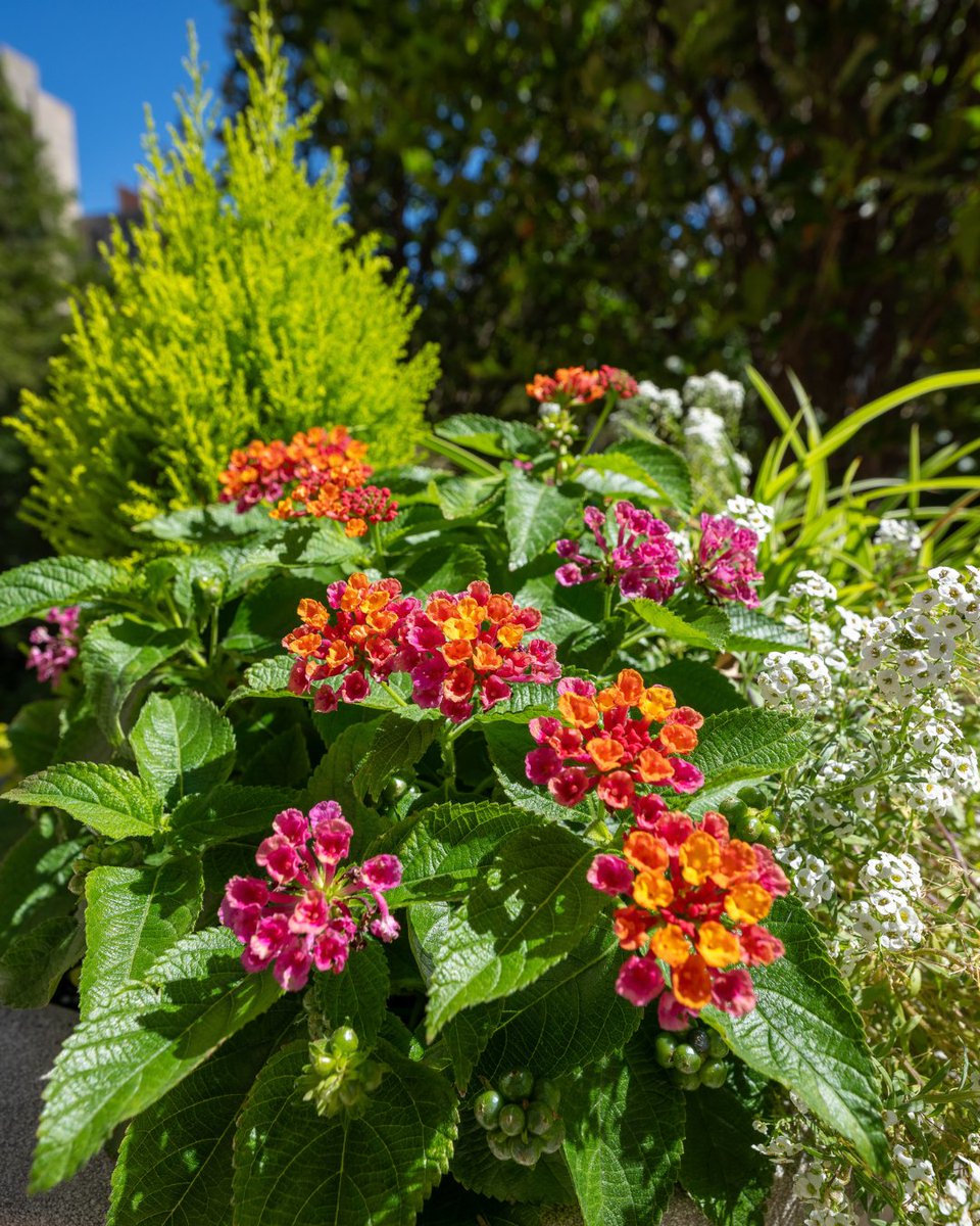 UChicago's tweet image. Hints of orange tucked in campus corners
📸 Jason Smith