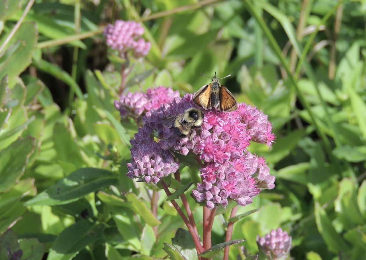 stan_sdcollins's tweet image. Flowers and insects around our gardens while they last. Everything is in full bloom for summer now.