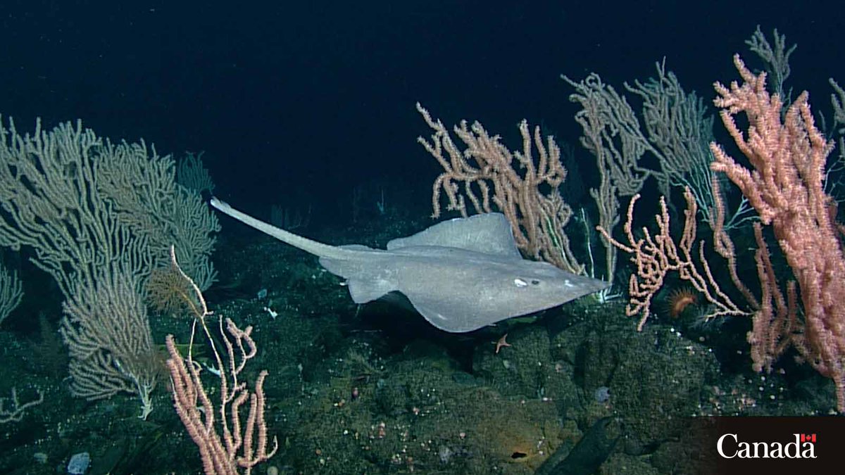 DFO_Pacific's tweet image. We are family!
Skates and rays look very different from #sharks but they’re actually closely related. ow.ly/I6ct50WufUA
#SharkWeek