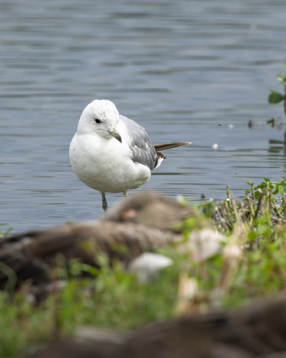 midswildlife's tweet image. A Common Gull (South Lake), Green Sandpiper (Tack Piece; must have been 20+ around the reserve) and Spotted Redshank (Rushy) from last weeks visit to @WWTSlimbridge. @slimbridge_wild #GlosBirds