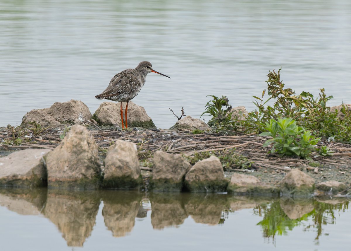 midswildlife's tweet image. A Common Gull (South Lake), Green Sandpiper (Tack Piece; must have been 20+ around the reserve) and Spotted Redshank (Rushy) from last weeks visit to @WWTSlimbridge. @slimbridge_wild #GlosBirds