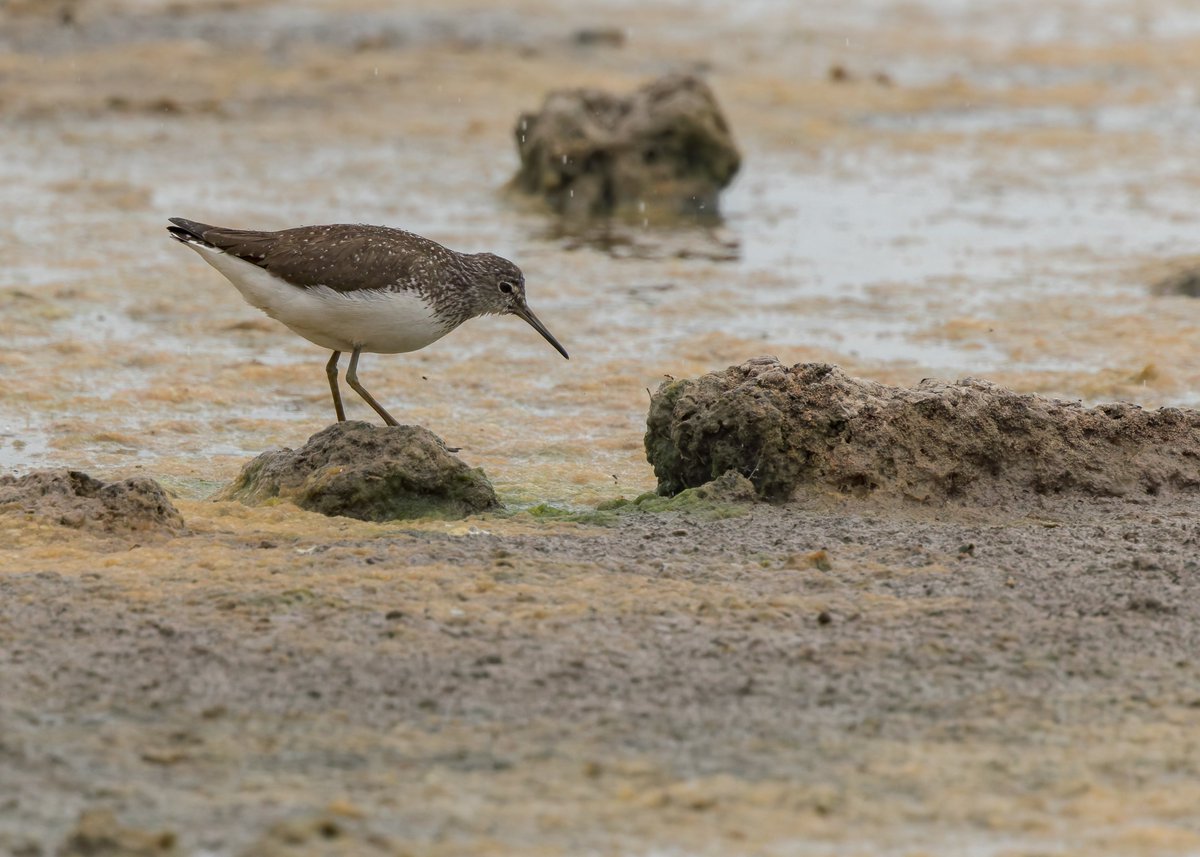 midswildlife's tweet image. A Common Gull (South Lake), Green Sandpiper (Tack Piece; must have been 20+ around the reserve) and Spotted Redshank (Rushy) from last weeks visit to @WWTSlimbridge. @slimbridge_wild #GlosBirds