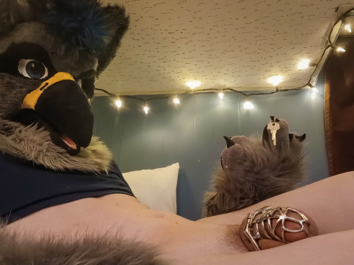 Zeph the Gryph 🔞 tweet media