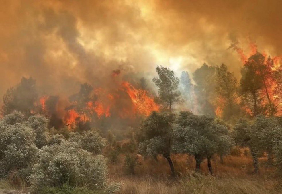 Eskişehir’deki orman yangınına müdahale esnasında 5 orman işçisi ve 5 AKUT personeli hayatını kaybetti. 

Hayatını kaybedenlere rahmet, ailelerine ve yakınlarına başsağlığı diliyoruz. 

Orman yangınlarını engellemek için kamu ve sivil toplum birlikte mücadele etmeliyiz.