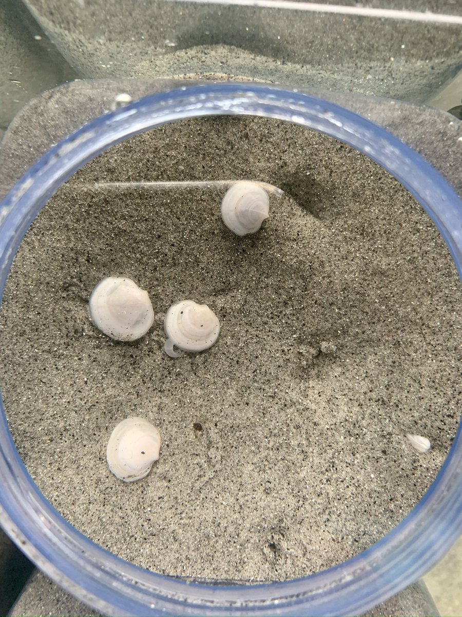 EileenKroeber's tweet image. 🐚 Fresh from Elba!
PhD student Kristina brought back lucinid clams for our research on symbiosis &amp;amp; sulfur cycling. They’ll also support hands-on teaching in marine biology. 🌊🔬
#MarineBiology #LucinidClams #FromFieldToLab #ElbaIsland #ScienceEducation