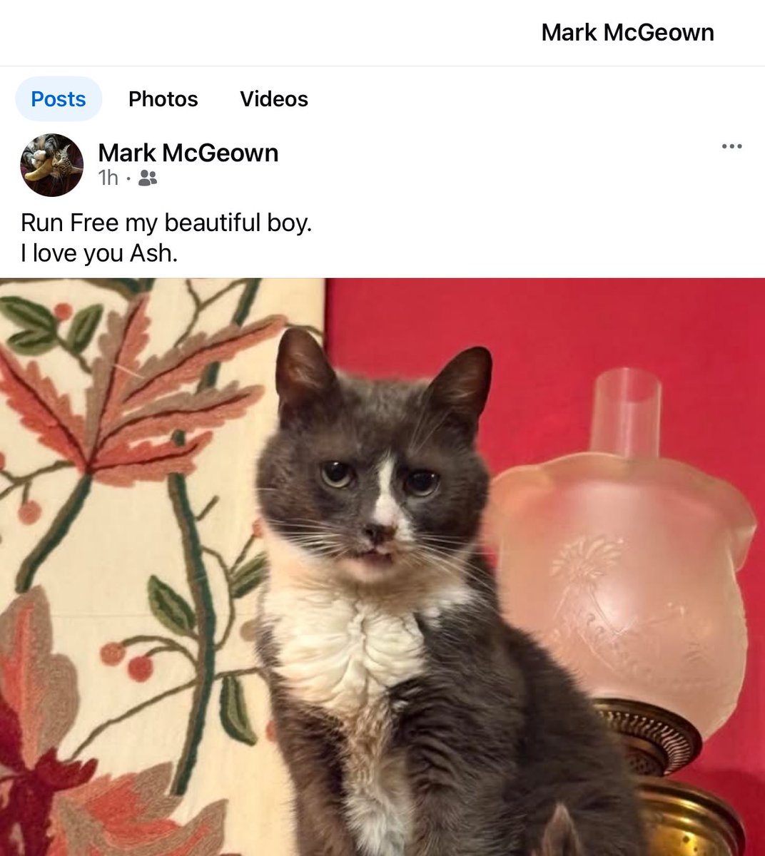 Kat_Nagel's tweet photo. @lunakittywlf @GoblinJr3 @TheBeanBeansy @mnummy_maggot @StumpyPanfur @SantasCat @AngelSaylor0517 @Mr_Pie @myjaffa @WLFPasty @lady_acres @TigLaMig @Cool_Cat_ @elfsdottir @cathound7 @BeansyKitty @SamAnElla @lyttlenesh @Kernow_Kitteh @tiddlesfry @octo_army @msanymous @TourettesTabby2 @Cooperscats @MilliesSpektre @HazmatBoys @AshAndSlash @RoyalWooglers @fluffylottie @The_Tardis_Toms @MaggieTKat @CatAndTrumpet @Jake_Mews @FeralTom @MrTibbsatAP @Poeraven6 @CatizenSmith Brandy always helps <swoops in and leaves this notice on the bar> our comrades’ family needs comforting. https://t.co/gffpfgMeci
