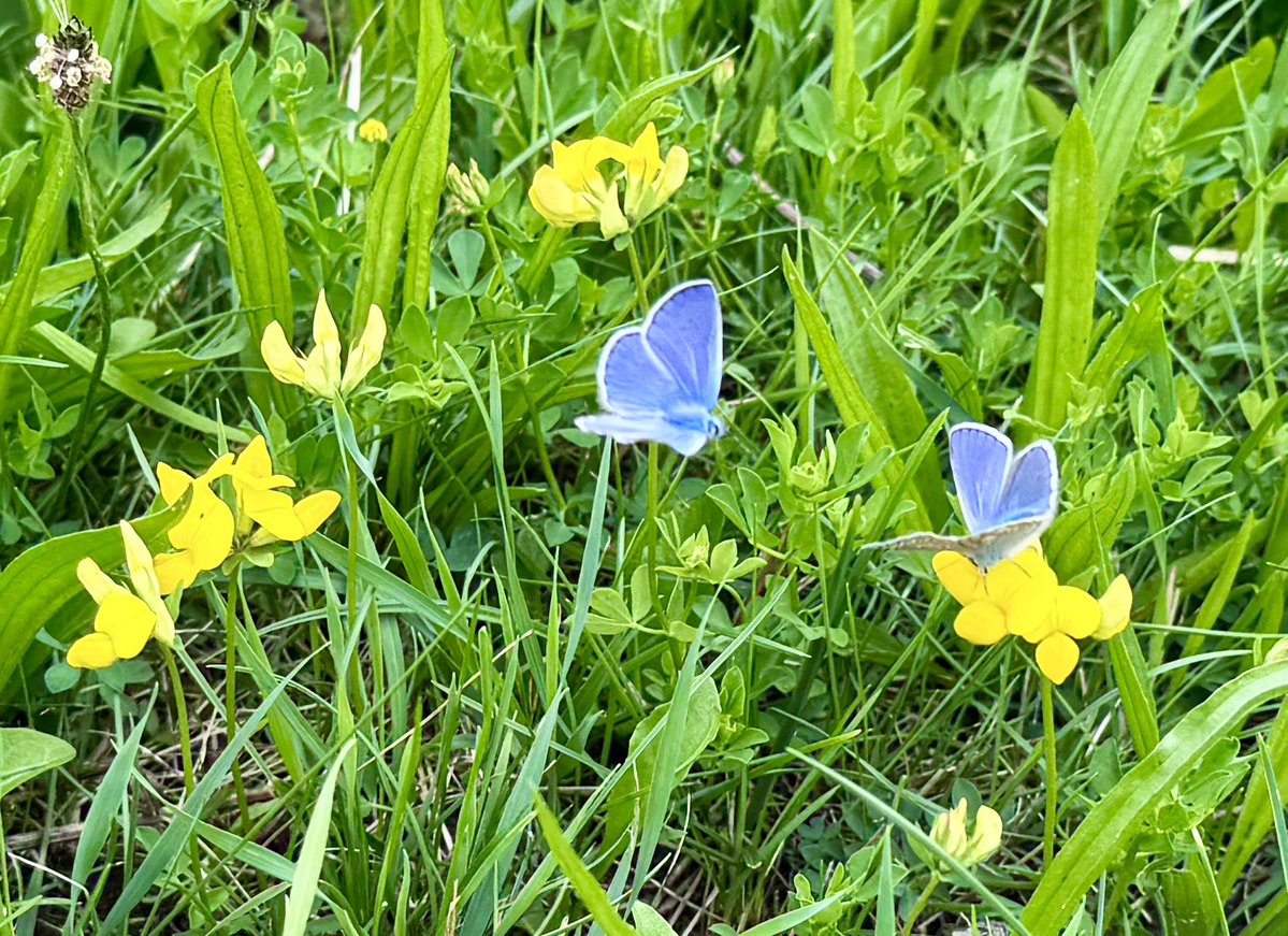 LouiseMangos's tweet image. Today’s splash of colour on the Alp 🇨🇭
🌼🦋 💛🩵