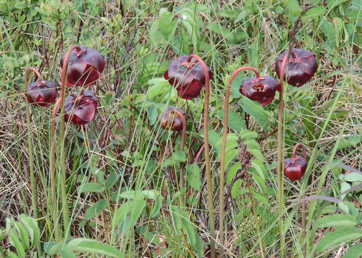 stan_sdcollins's tweet image. Pitcher plants, the official flower of Newfoundland and Labrador. They are insect eating plants like the Venus Flytrap plants and can be found in always damp and wet areas like bogs.
