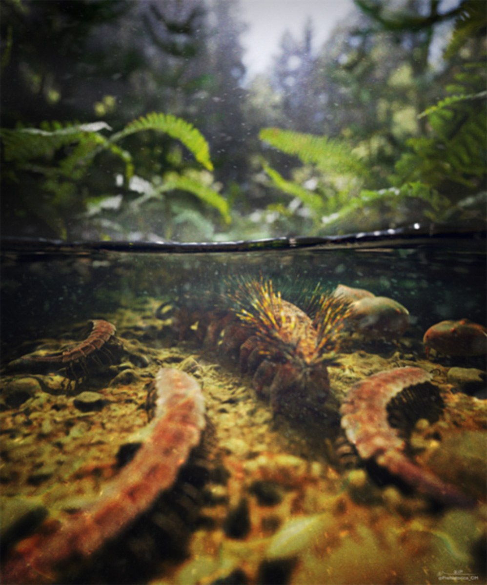 UMichiganNews's tweet image. A @UMichEEB researcher has taken a new look at an old fossil and found that the organism initially discovered in 1865—while the Civil War raged—was misidentified. Instead, the correct identification reveals an invertebrate that was the first of its kind to step from ocean water…