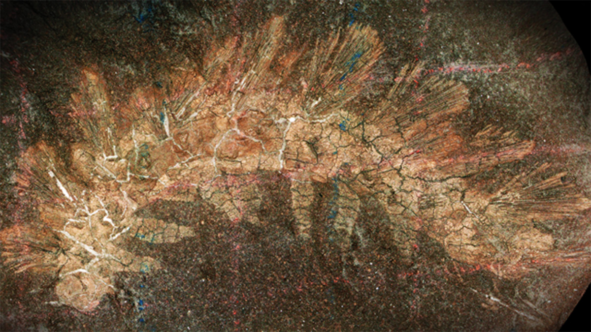 UMichiganNews's tweet image. A @UMichEEB researcher has taken a new look at an old fossil and found that the organism initially discovered in 1865—while the Civil War raged—was misidentified. Instead, the correct identification reveals an invertebrate that was the first of its kind to step from ocean water…