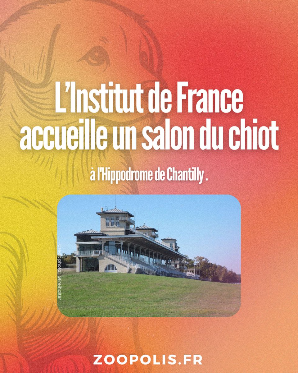paz_zoopolis's tweet image. 🤯 @InstitutFrance accueille un #SalonDuChiot à l'Hippodrome de #Chantilly : #PAZ 🦁 se mobilise ! ✊🐶 Nous demandons à l’Institut de France de ne plus autoriser ce type d'événement dans les lieux qui lui appartiennent. ❌