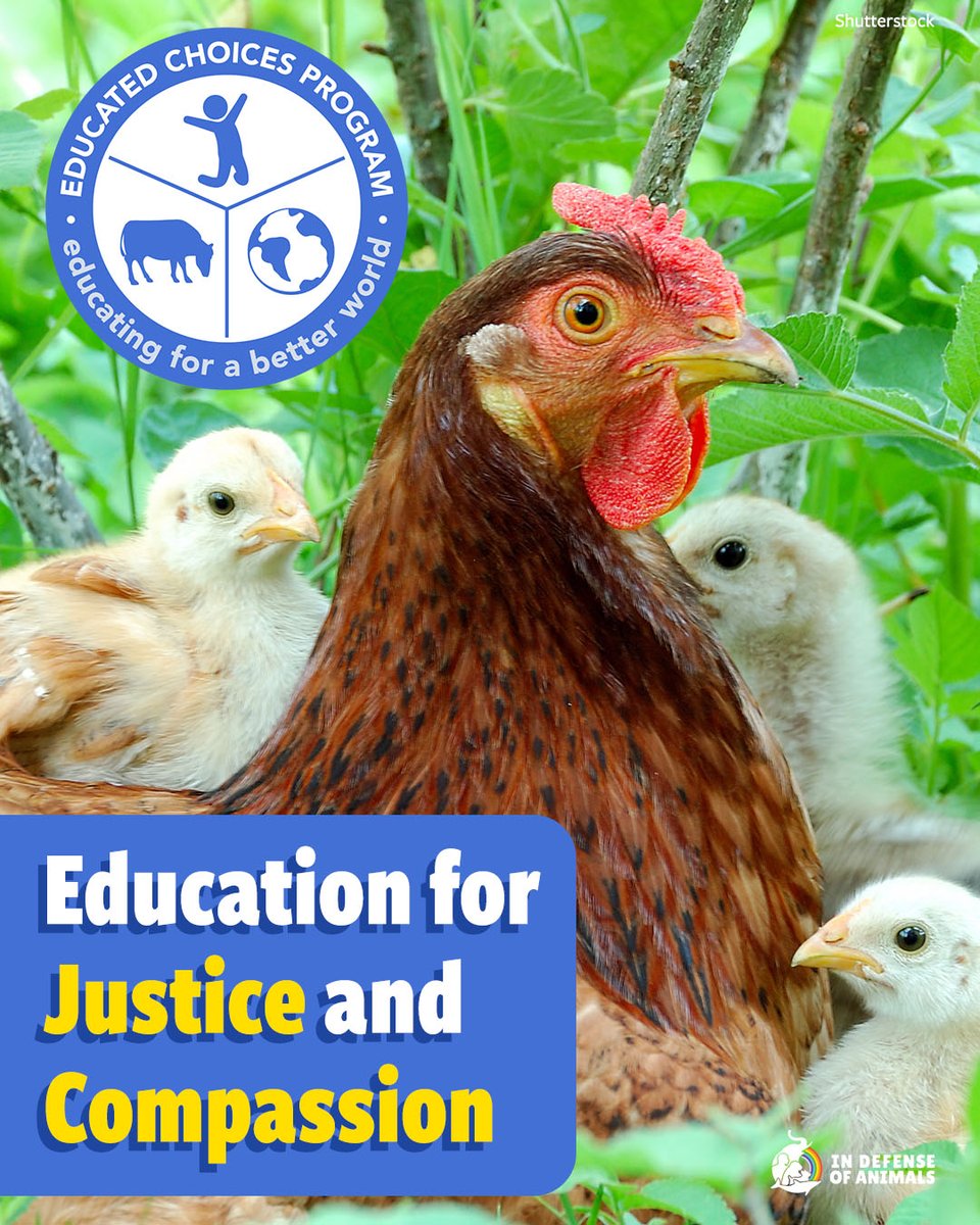 In Defense of Animals proudly sponsors <a href="/EducatedChoices/">Educated Choices Program</a>—bringing free, science-based education on food, health, animals &amp; the planet to 3M+ people in 67 countries. Help us create a #KinderWorld.
Learn more: bit.ly/45ht9hZ
Pls RT and support: bit.ly/3IICZkf