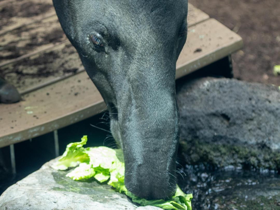 calgaryzoo's tweet image. It’s #WatermelonWatchWednesday! 🍉
Wondering what our Malayan tapir calf will eat? After birth, it’ll nurse within hours—2–3 times daily. By 2 weeks, it will start eating solids like hay & produce! 🍼
Stay tuned for more updates as we await the birth of #WatermelonBabyYYC! 🤍🖤