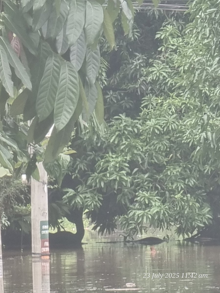 Theprmiofam's tweet image. Our barangay was hit by a devastating flood. Families lost everything overnight. 💔

If you can, please help us rebuild — even a small donation means the world. 🙏

❤️ PayPal/Ko-fi: paypal.me/hasleybrian
#HelpPH #FloodRelief #BangonBarangay